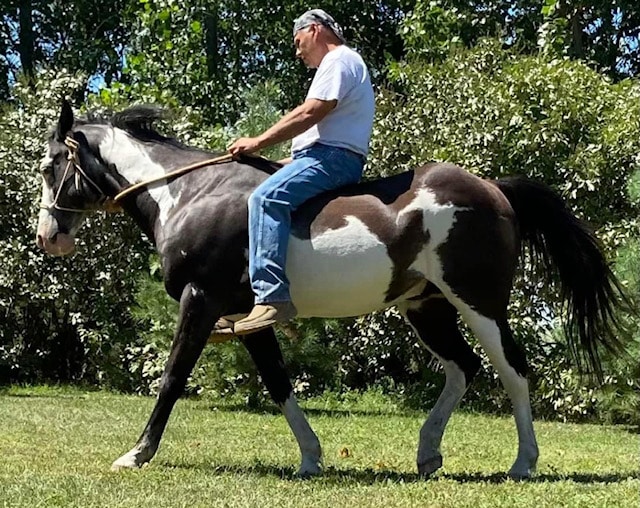 History and Horses are One