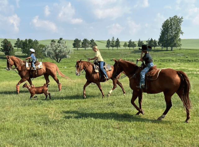 Horse Micromanaging