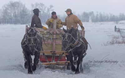 Most Valuable Employees Amidst a Dakota Winter: A Team of Horses