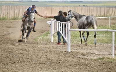 The Journey of Healing Horse Ranch